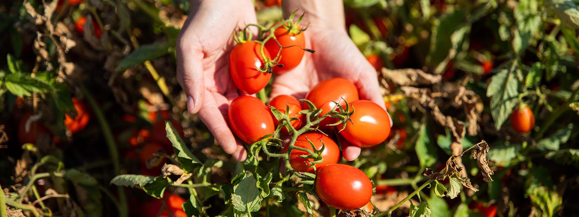 Oro di Parma_Banner-tomate