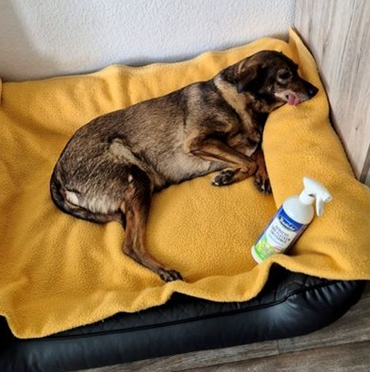 Bactador Geruchs- und Fleckenentferner Spray